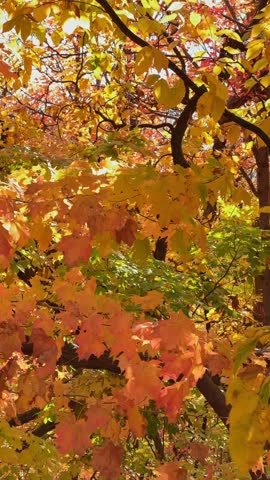 Vertical autumn landscape with colorful forest.