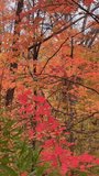 Vertical video of fall foliage in dense forest - Powered by Shutterstock - Get 15% off with code: PIKWIZARD15