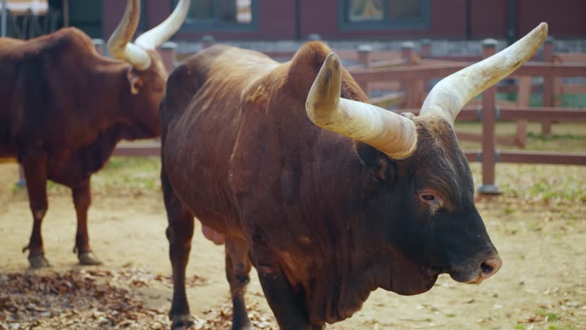 Strong brown Ankole watusi longhorn steer grazing in outdoor paddock at Anseong Farmland capturing rural life in South Korea