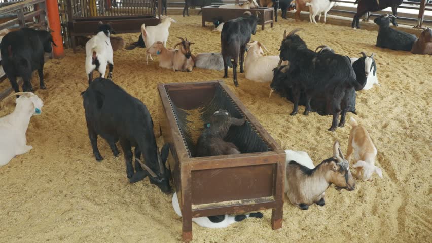 Variety of black and white goats resting and feeding in sawdust covered indoor enclosure at Anseong Farmland