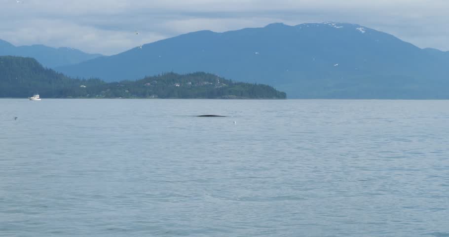 Humpback whale surfacing. Whale watching in Alaska.