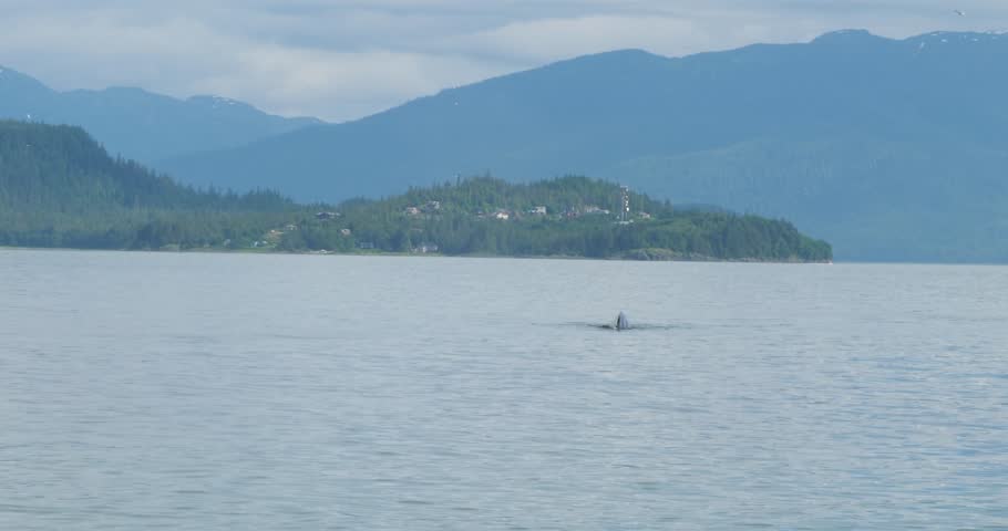 Tail of a Humpback whale diving. Whale Watching excursion in Juneau, Alaska.