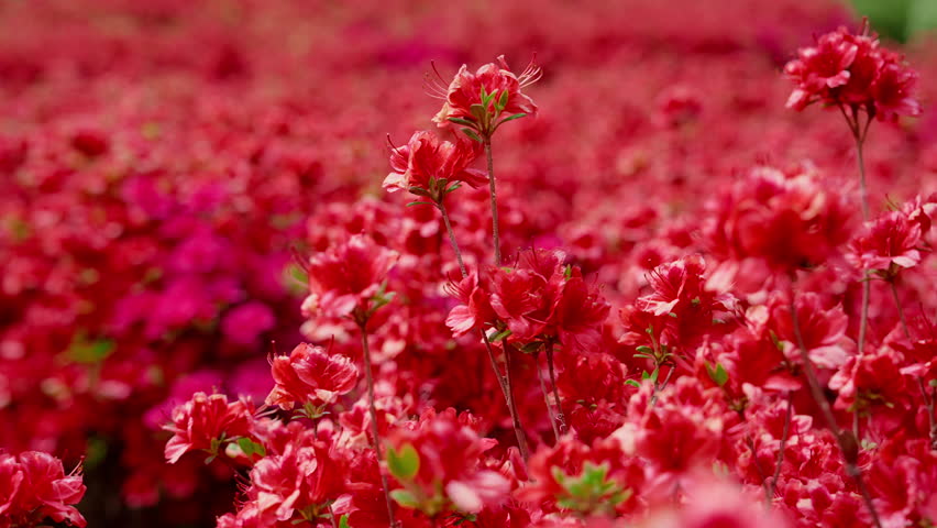 Flower Background, Dolly Shot of Red Azalea Flowers (Kirishima Azalea) Blooming in Spring