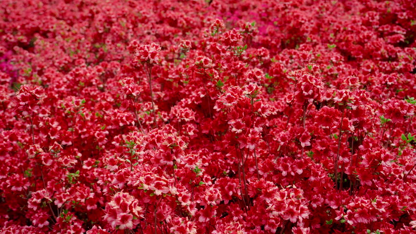 Flower Background, Orbit Shot of Red Azalea Flowers (Kirishima Azalea) Blooming in Spring