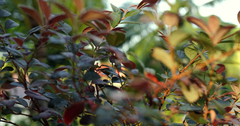 Sunshine bathes lush foliage. Golden sunlight illuminates serene garden with vibrant layered branches. Vivid sunset bathes peaceful garden in warm light highlighting diverse layered foliage