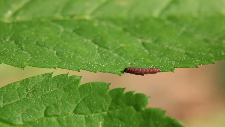 Little caterpillar on green leaf