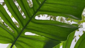 Monstera Leaf Viewed from Below with Sunlight Shining Through - Powered by Shutterstock - Get 15% off with code: PIKWIZARD15