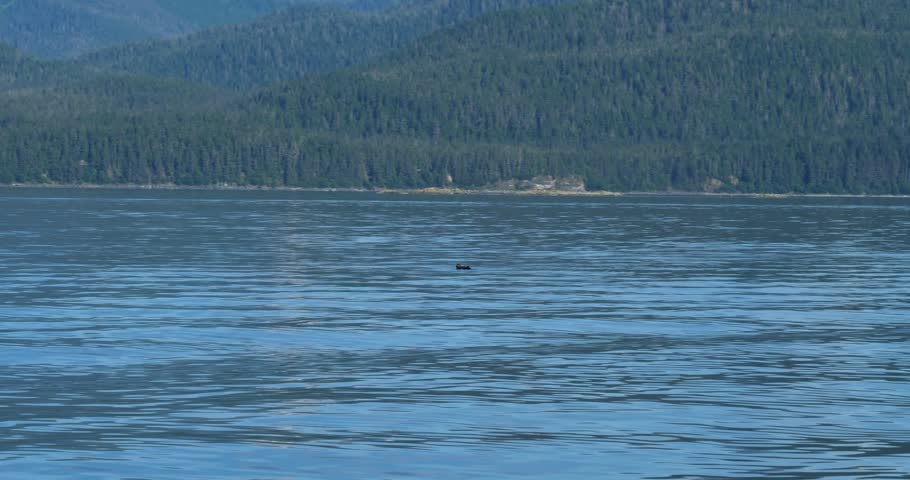 Sea otter floating in the coastline waters, Juneau, Alaska.