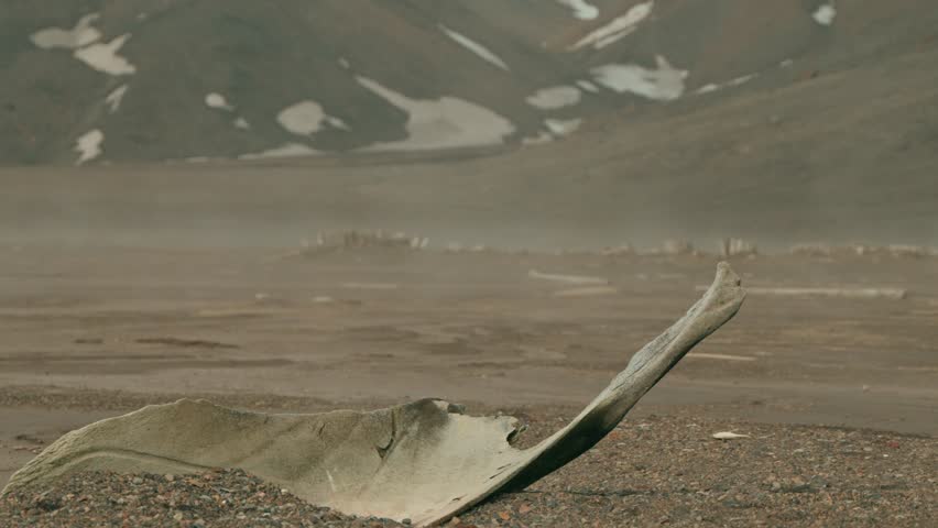 Weathered whale bone rests on dark volcanic ash beach at Whalers Bay Deception Island Antarctica with scattered remains and snow-capped mountains beyond