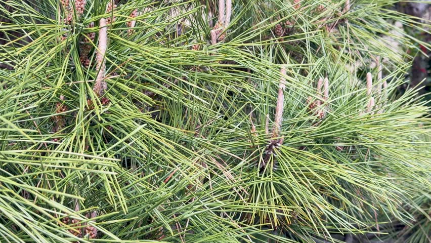 Pine tree needles, nature, green, branches, cones, close up.