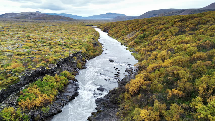 Aerial drone view of a winding river flowing through a remote Icelandic valley covered in autumn colored shrubs and moss