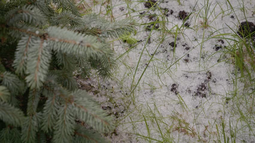 Chunks of ice fall from the sky and cover the lawn with hail during heavy rain. Grass and dirt are visible under the ice accumulation.