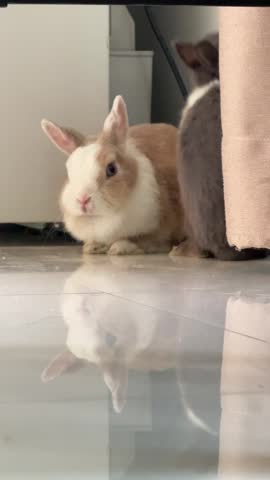 4K vertical footage of a small black and white rabbit hopping to a friend, sniffing, then grooming itself before hopping out to play.