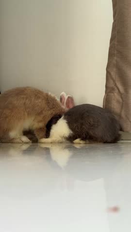 4K vertical video of a brown and white rabbit hopping over its companion toward a curtain, leaving the small black-white rabbit alone.