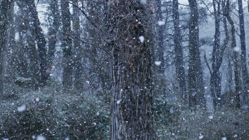 Winter forest with foggy snowfall. Winter forest in cold weather. Drifting snow covers winter forest branches. Dark woodland frames winter forest landscape.