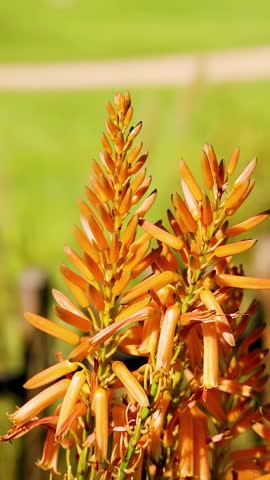 Close-up shot of bright orange aloe flowers swaying gently in sunlight at a botanical garden