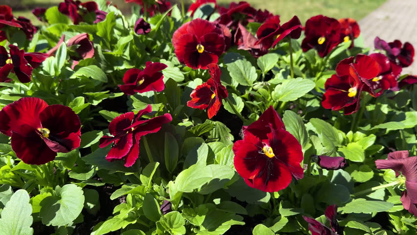 Vibrant Deep Burgundy Red Pansy Flowers with Yellow Centers Blooming in Sunny Garden Bed, Lush Green Foliage Background, Viola Tricolor Hortensis Spring Floral Concept