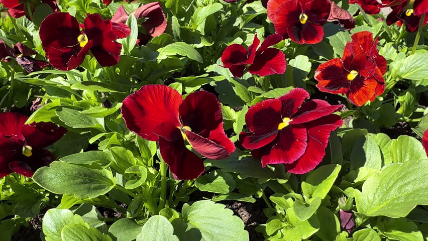 Vibrant Deep Burgundy Red Pansy Flowers with Yellow Centers Blooming in Sunny Garden Bed, Lush Green Foliage Background, Viola Tricolor Hortensis Spring Floral Concept