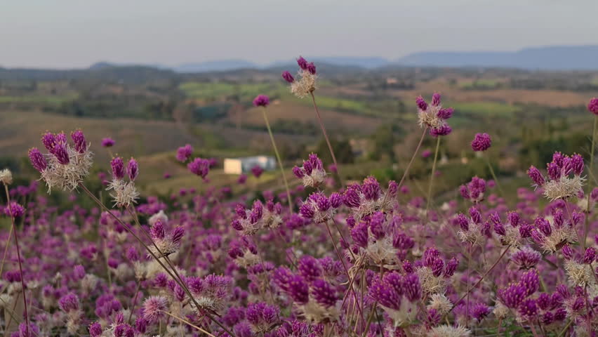Purple flower clover wildflower meadow at sunset, golden hour glow in spring nature field light