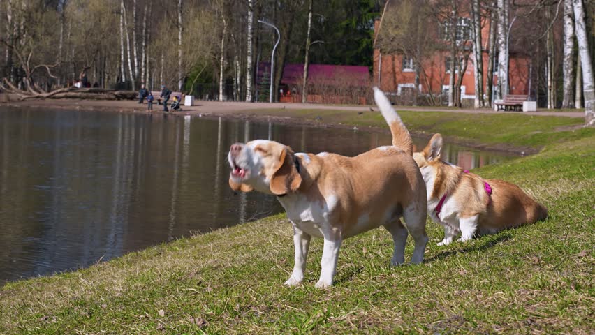 A dog barks in a spring park by a pond