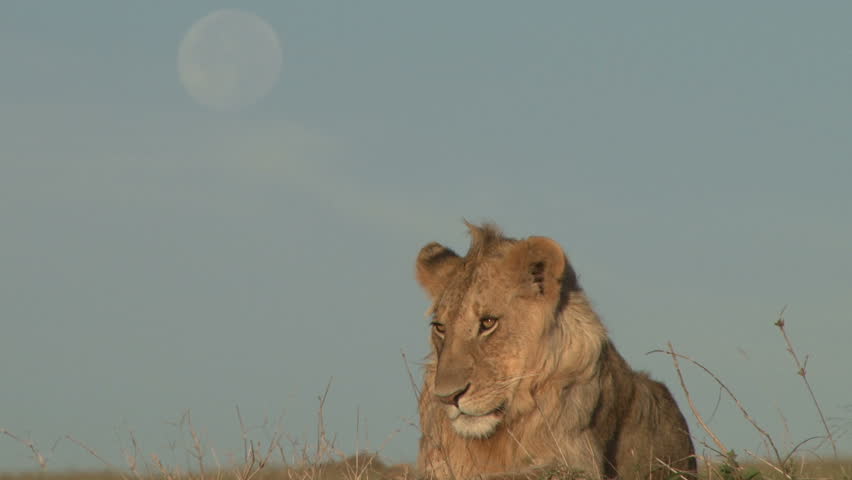 A lion with moon in the background fading away as light approaches