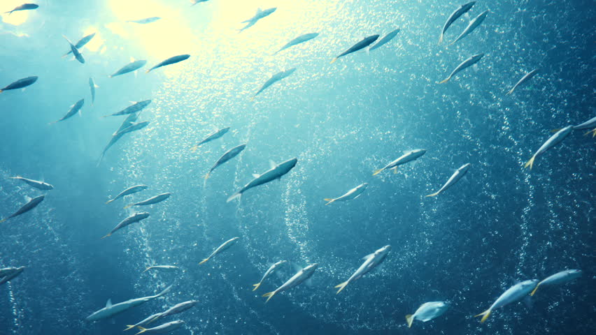 Large school of small fish swimming together in clear blue ocean water with sunlight rays and air bubbles. Beautiful underwater nature background for marine life, ecology, and environmental conservation concepts.