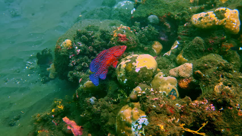 Close up of a coral grouper with vivid red coloration and bright blue spots slowly moving across a rocky reef, highlighting texture, camouflage and subtle motion in a tropical underwater setting.