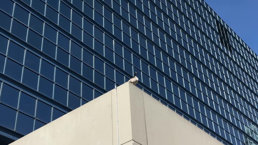Goose on a roof with glass skyscraper background, Canada