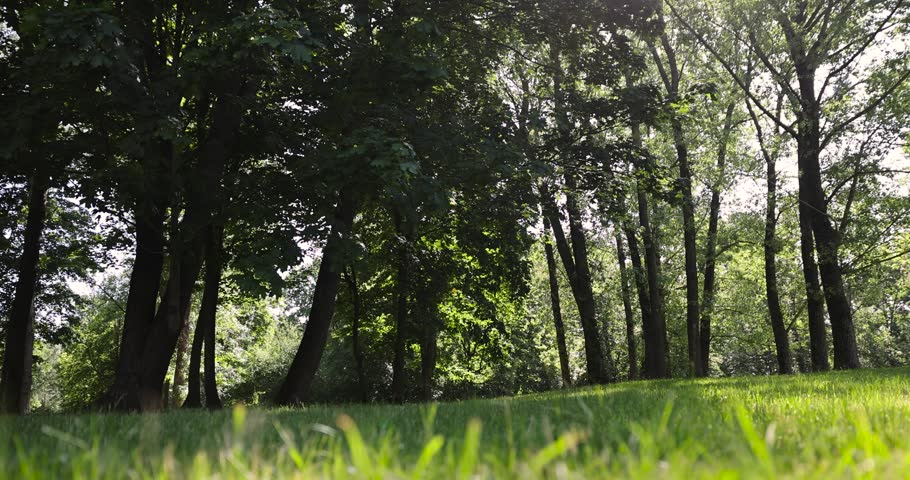 green grass in the park in the spring season with deciduous trees with green foliage, sunny warm spring weather in the park with different types of trees, shade from bright sunlight