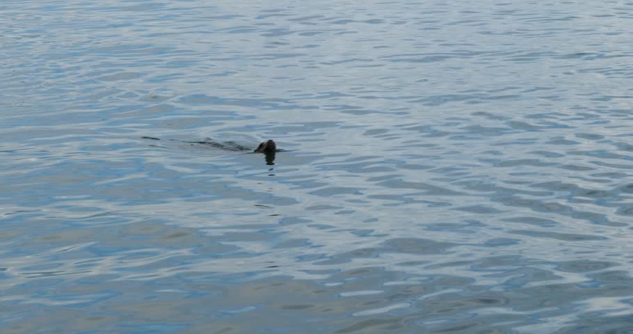 Steller Sea lion swimming in the Alaskan waters.