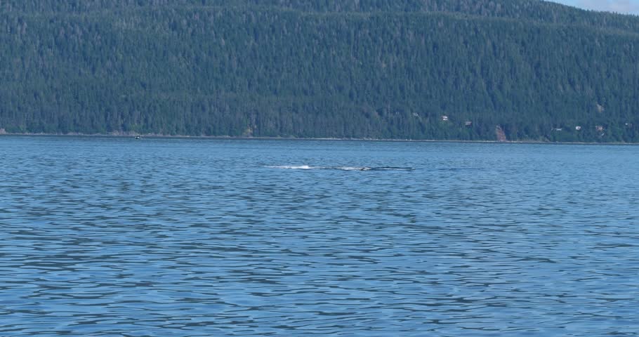 Humpback whale splashing the water with its tail. Whale Watching in Juneau, Alaska