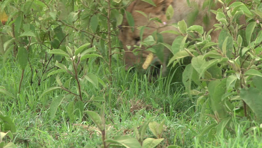 a lioness eating grass.