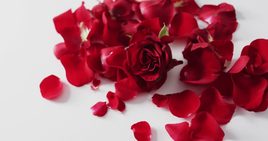 Red rose and petals lying on pink background at valentine