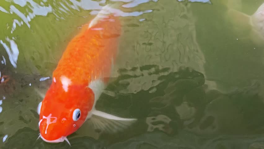 A serene view of koi fish swimming in a tranquil pond showcasing their vibrant colors and calm presence.