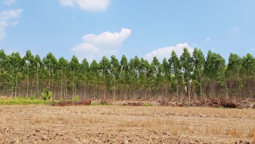 This image captures a vibrant rural setting showcasing efforts in forest conservation under a clear sky.