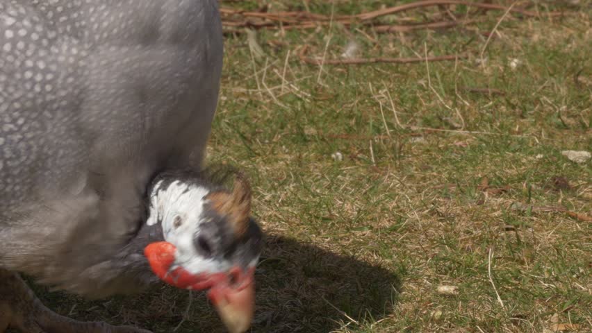 Close-up Of Helmeted Guinea Fowl With Grey Spotted Plumage Pecking On The Ground.