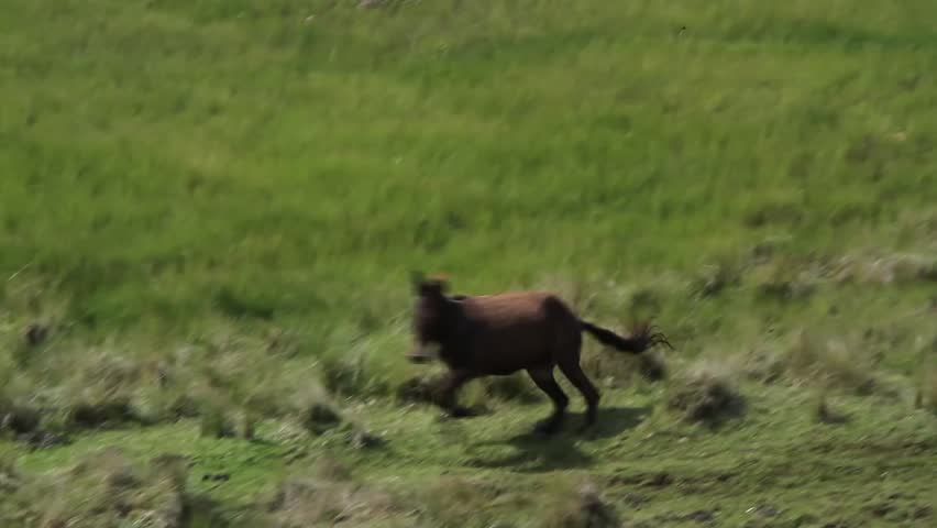 A wild horse running around a field 