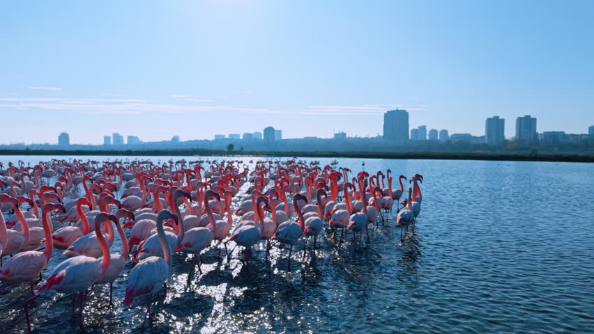 Large colony of pink flamingos wading in shallow blue water. High angle view of many pink flamingos in a lake with a city skyline under a clear blue sky.