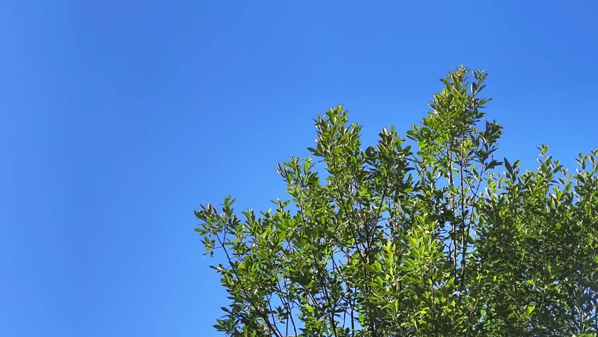 Camera tilting down from vibrant green tree leaves on a sunny day, revealing a vast, clear blue sky with ample copy space in Demanovska Dolina, Slovakia