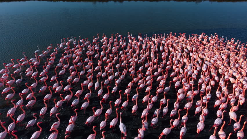 High angle view of dense pink flamingo colony. Aerial perspective of numerous flamingos gathered closely in shallow lake water.