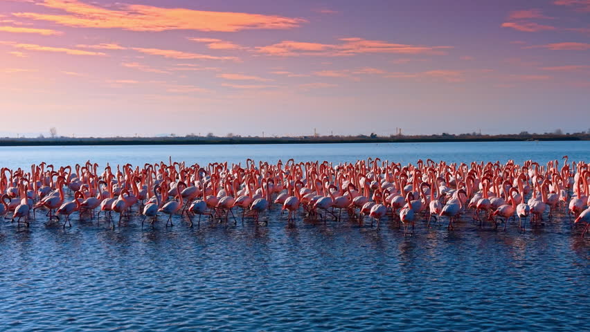 Flamingos in water during vibrant sunset with warm light. Wide shot of a flamingo flock in a lake under a pink and orange evening sky.