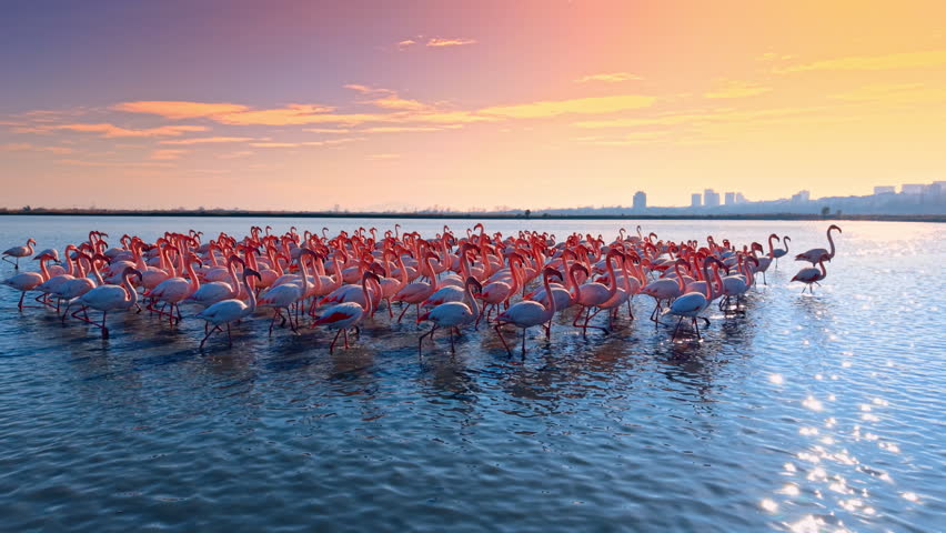 Pink flamingos wading in lake during vibrant sunset. Low angle shot of flamingos in water under a golden orange sky with distant city skyline.