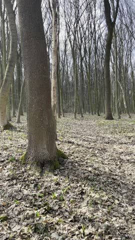 Walking through a beautiful spring forest with tall trees and enjoying nature on a forest path.