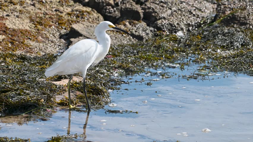 A seagull with a black head stands on a rocky tide pool at Laguna Beach, California as calm Pacific waters lap gently at the shore.