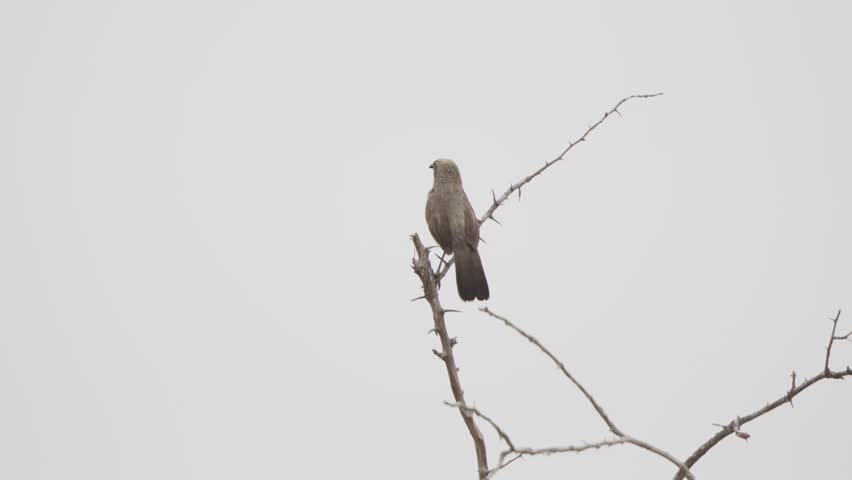 Arrow-marked babbler perched on a thin branch in Kruger National Park, South Africa. Slow motion profile view against pale sky, calm safari birdwatching scene.