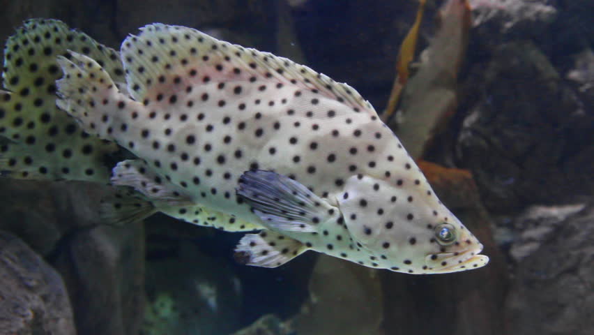 Tropical fish Panther grouper - Cromileptus altivelis