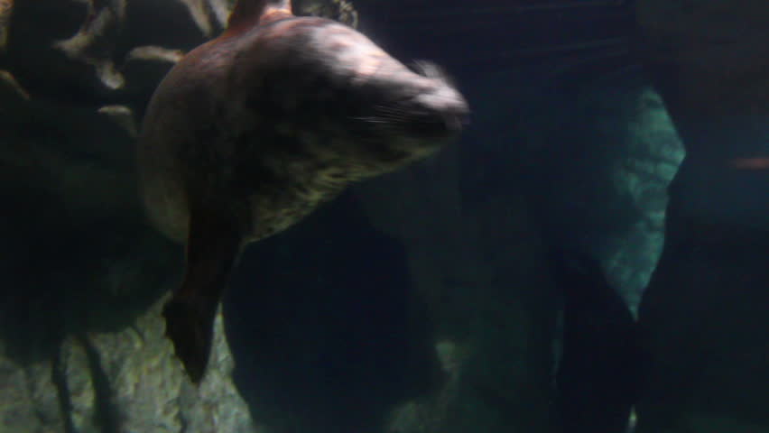 seal underwater