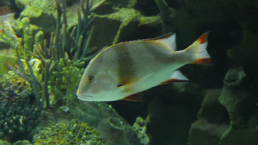 Lutjanus sebae - tropical fish underwater