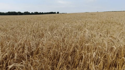 Drone Flying Low over Ripe Wheat Field