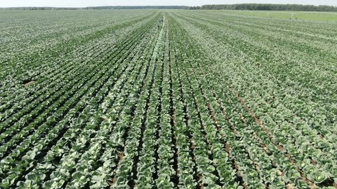 Drone Flying Forward above Cabbage Field Rows